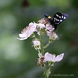 Tierwelt – Vielfalt zwischen Zoo und Natur.